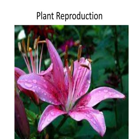 Plant reproduction
