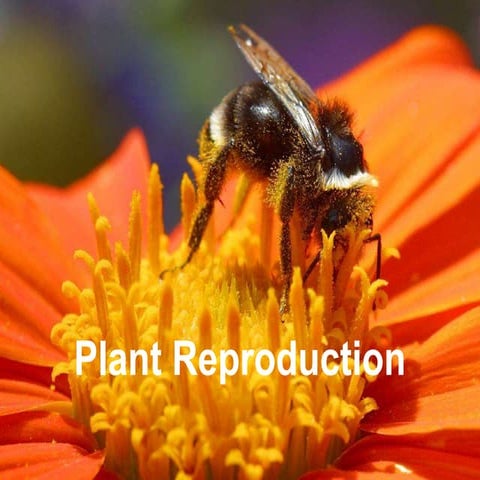 plant-reproduction.ppt