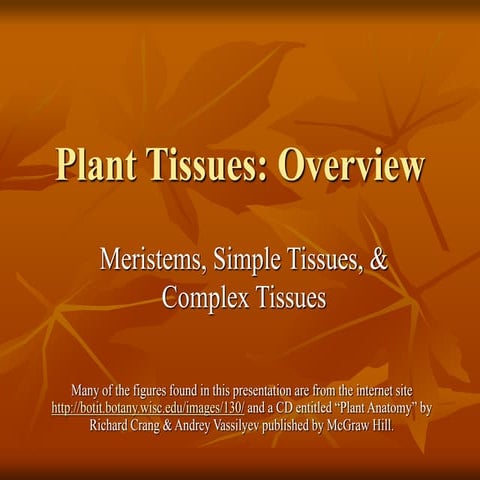 plant%20tissues.pptx