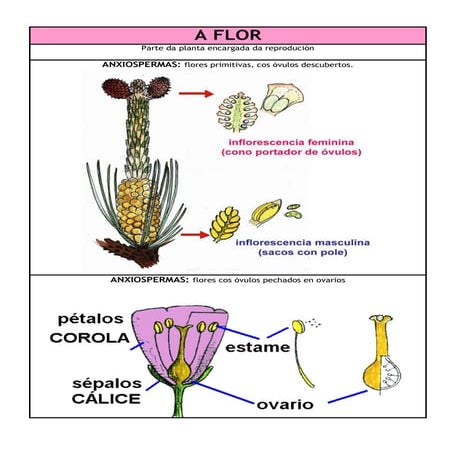 Tipos de corolas. Presentación | PDF