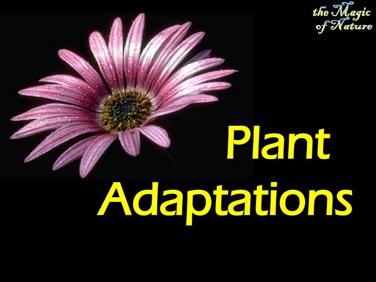 Plant Adaptation (elementary) Plant Adaptation (elementary)