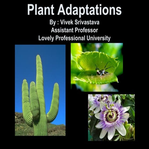 Plant adaptations