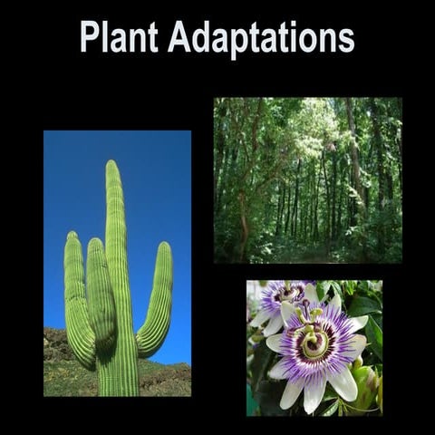 Plants adaptations presentation for kids