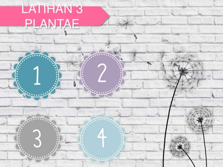 kingdom Plantae biologi kelas X