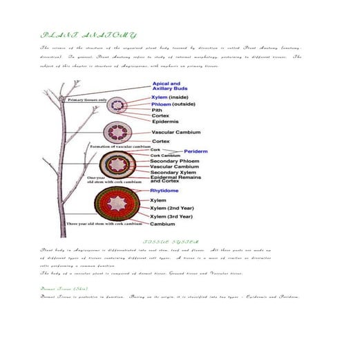 Plant anatomy
