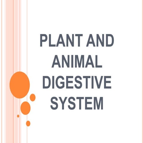 Plant and Animal Digestive System
