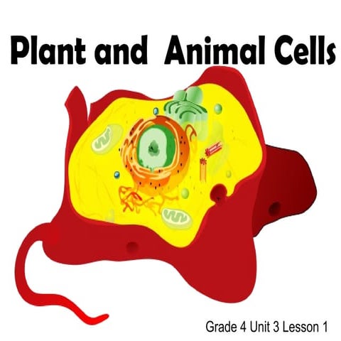 Plant & animal cells