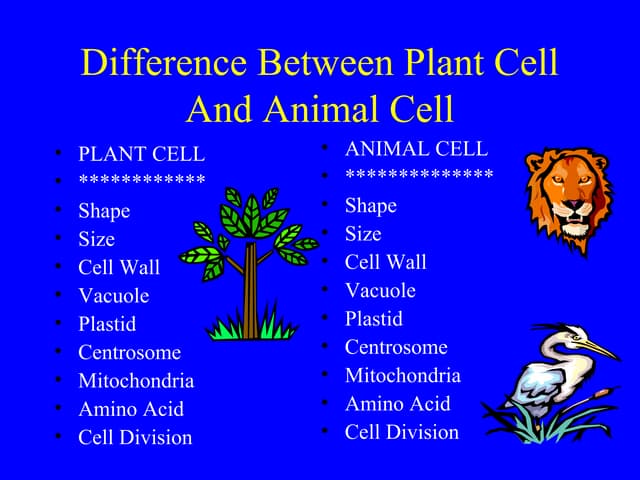 Plant animal differences