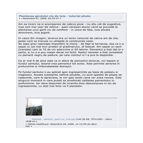 Plantarea gardului viu de tuia   tutorial photo 