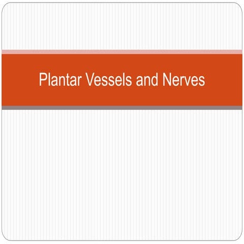 Plantar vessels and nerves