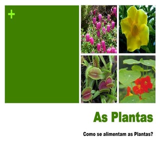 Plantas (como se alimentam)