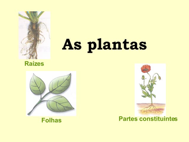 Plantas