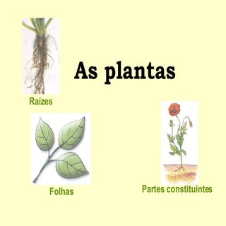 Plantas