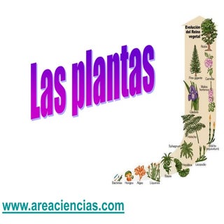 Plantas