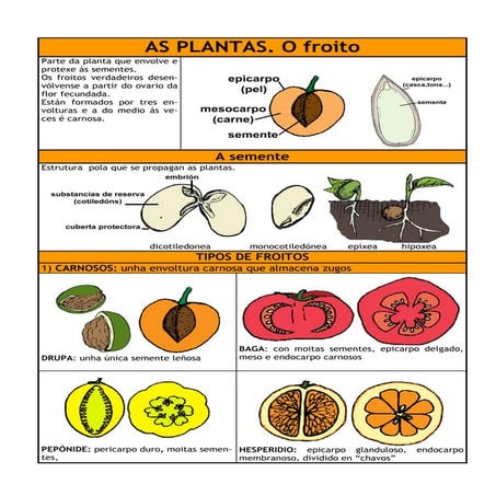 As Plantas: froitos e sementes