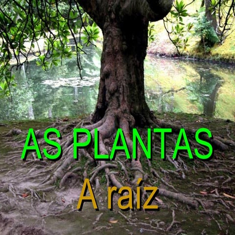 as plantas: raiz