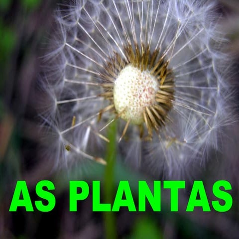 Plantas xeral-primaria-131215145439-phpapp02