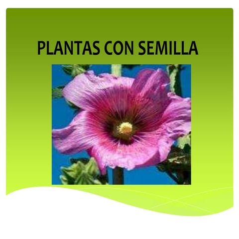 Plantas con semilla