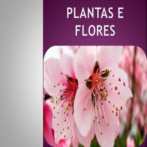 Plantas e  flores
