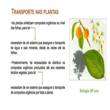 plantas e transporte de seivas 10 ano pdf | PDF