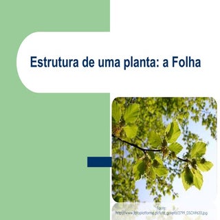 Classificação das folhas