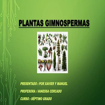 Plantas gimnospermas
