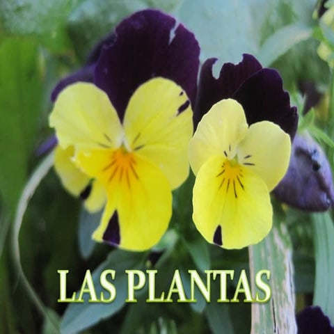 Planta sl