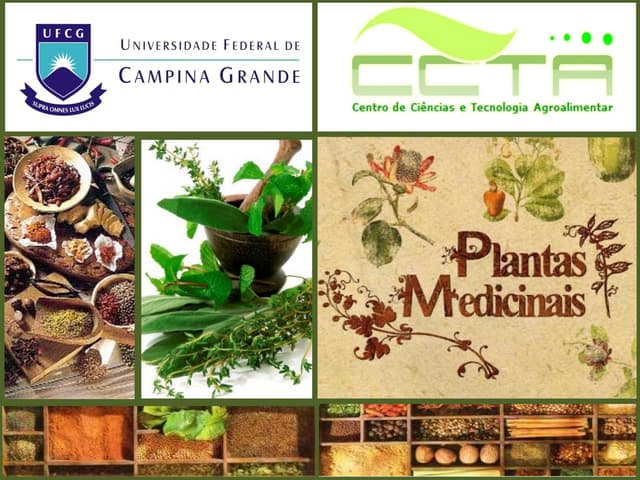 Agroecologia - Plantas Medicinais