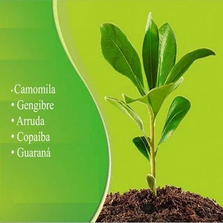 Plantas medicinais (camomila, gengi...