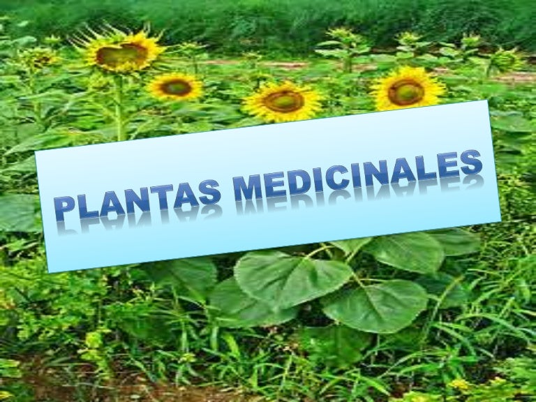 Resultado de imagen de las plantas medicinales del ecuador