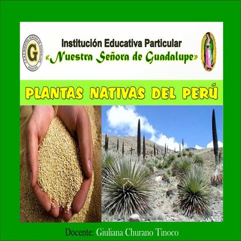 Plantas  nativas  del  perú