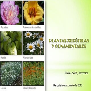 Plantas ornamentales y xerofilas