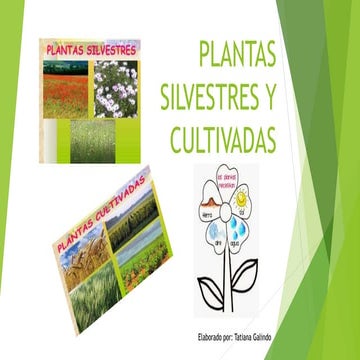 Plantas silvestres y cultivadas