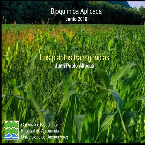 Plantas Transgénicas - Corn - GMO - Transgenic