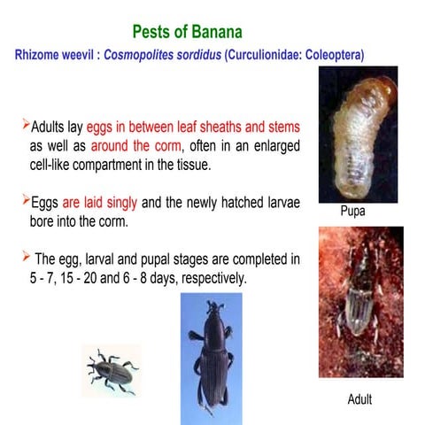 Insect pests of Cococnut | PDF