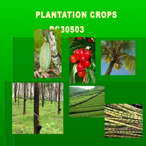 Plantation crop rc30503 rubber 2