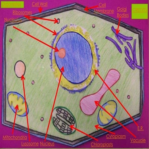 plant Cell PPT full chapter covered present