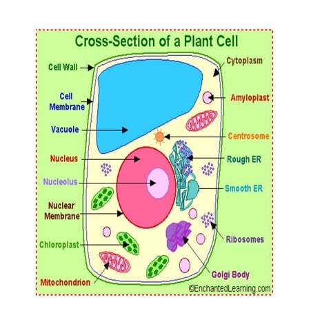 Plant cells