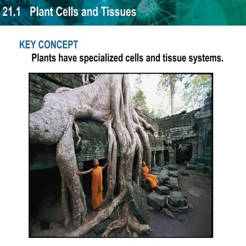 Plant_Cells_and_Tissues.ppt