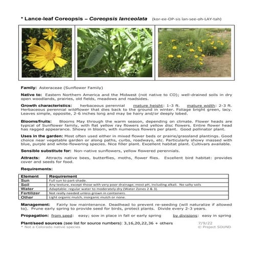 Gardening Sheet - Coreopsis lanceolata