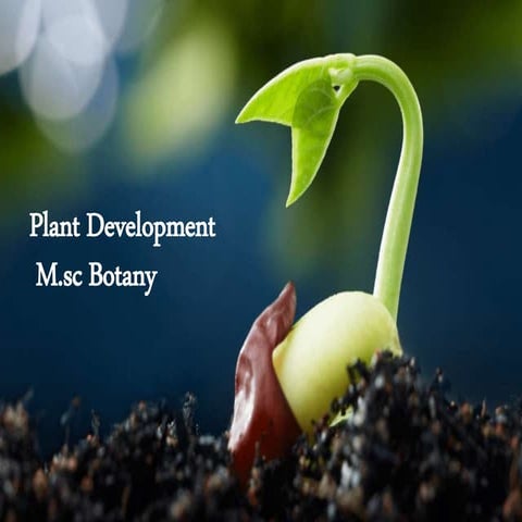 Plant development
