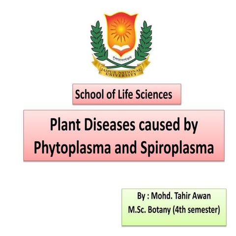 Plant diseases caused by phytoplasma and spiroplasma