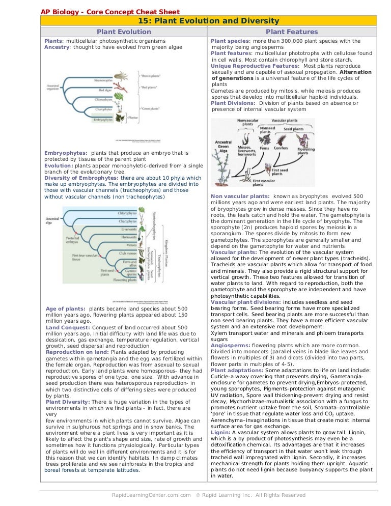 Plant diversity cheat sheet
