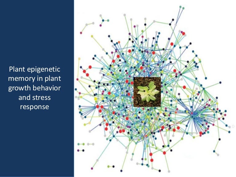Plant memory in plant growth behavior and stress response.…