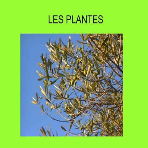 Plantes