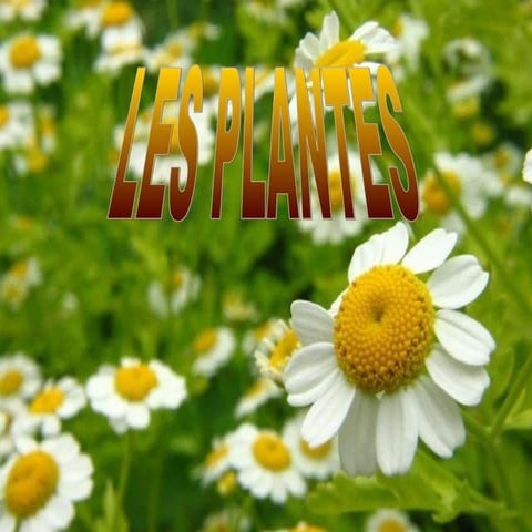 Plantes