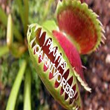 Plantes carnívores