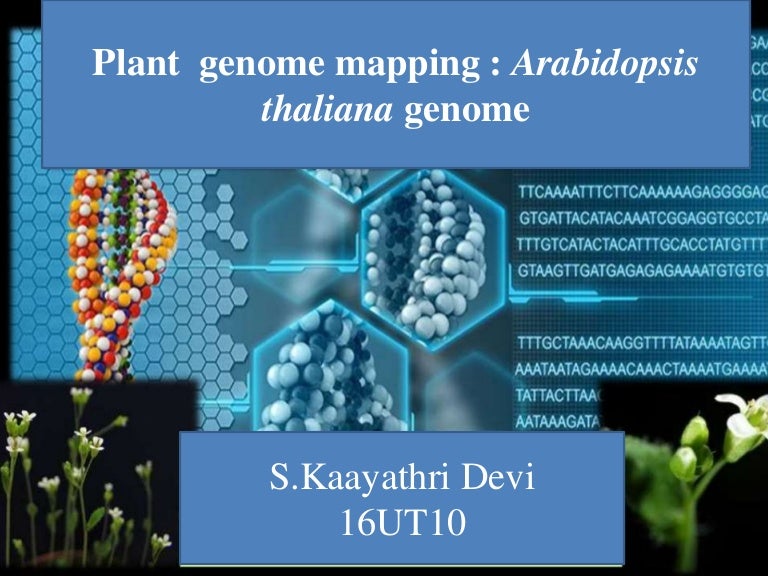 Plant genome mapping