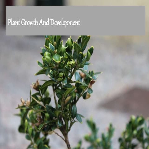 Plant groth and development