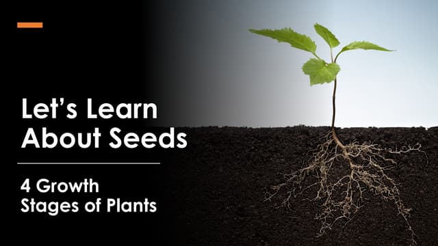 Plant Growth Stages Teacher Slides.pptx Slides